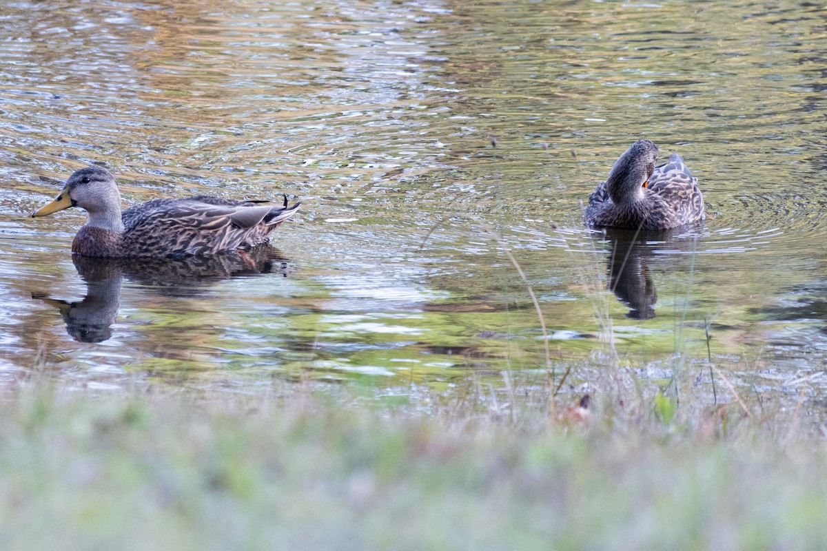 Stock- x Floridaente (Hybrid) - ML647685345