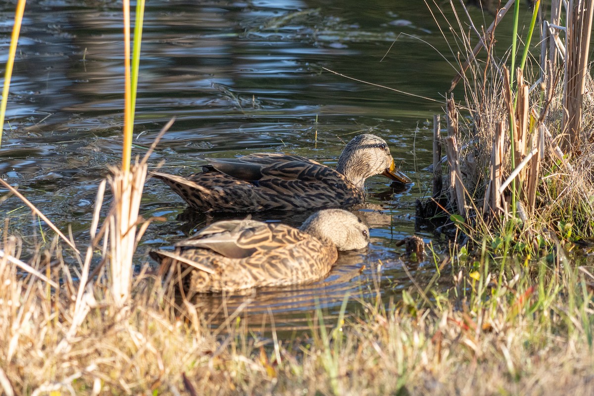 Stock- x Floridaente (Hybrid) - ML647685346