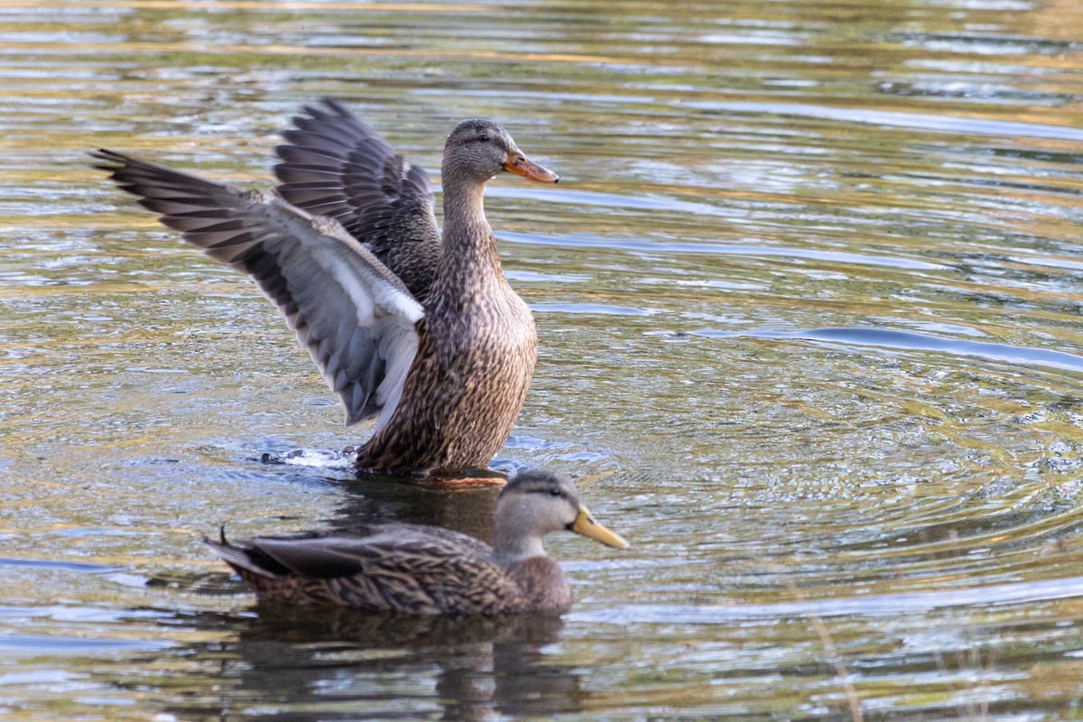 Stock- x Floridaente (Hybrid) - ML647685347