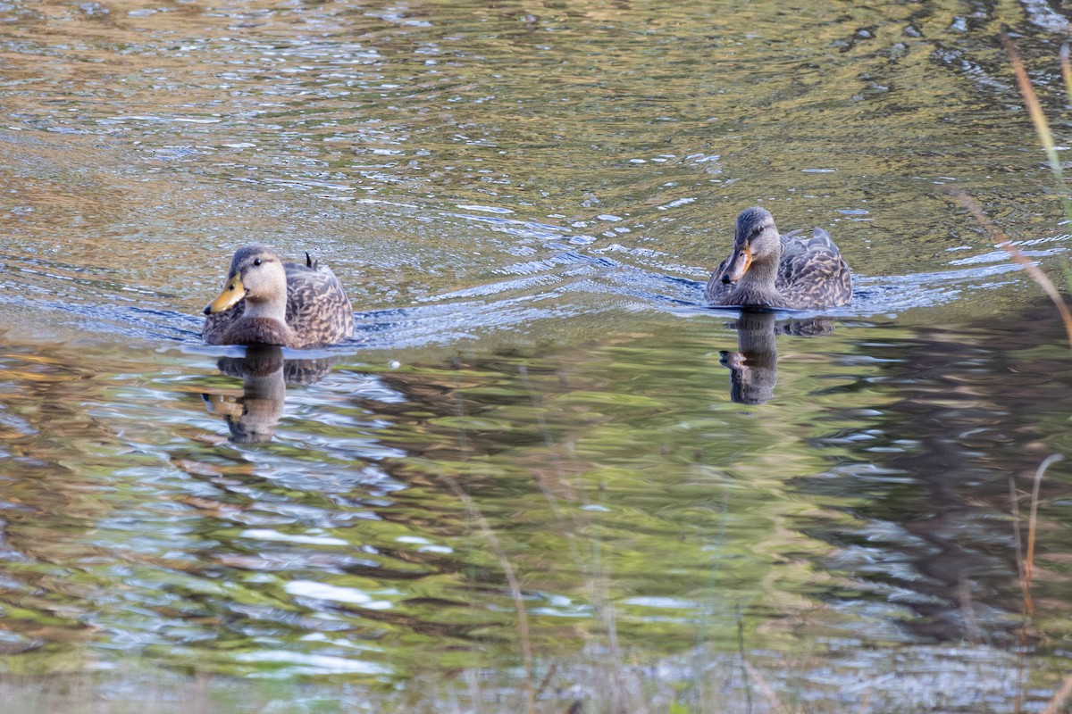 Stock- x Floridaente (Hybrid) - ML647685348