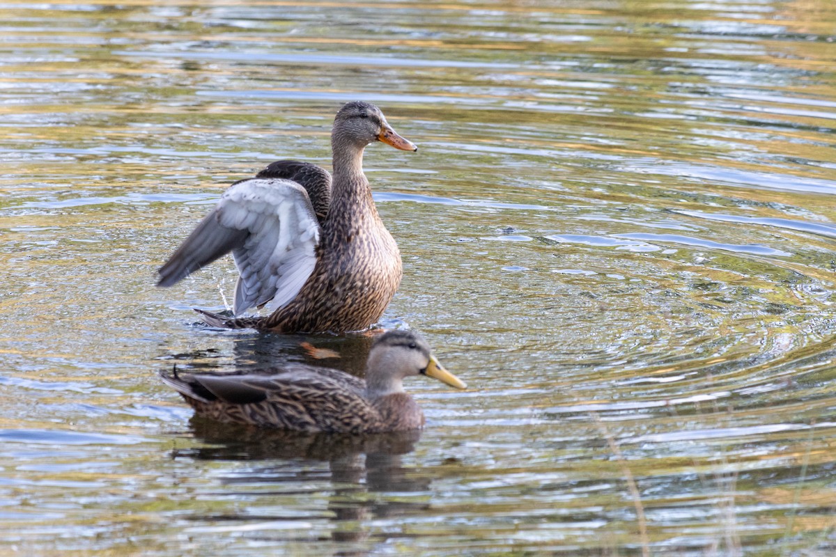 Stock- x Floridaente (Hybrid) - ML647685349