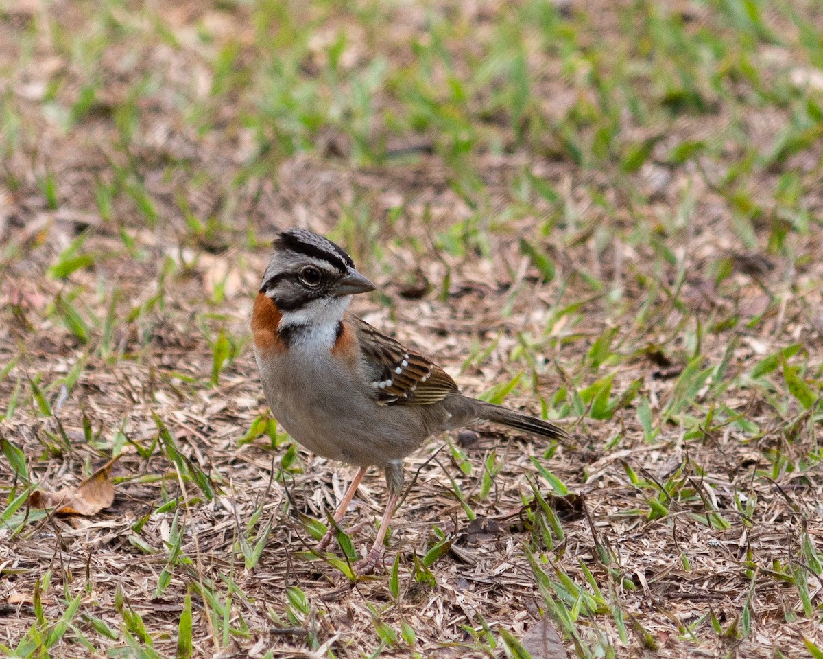 Rufous-collared Sparrow - ML647685350