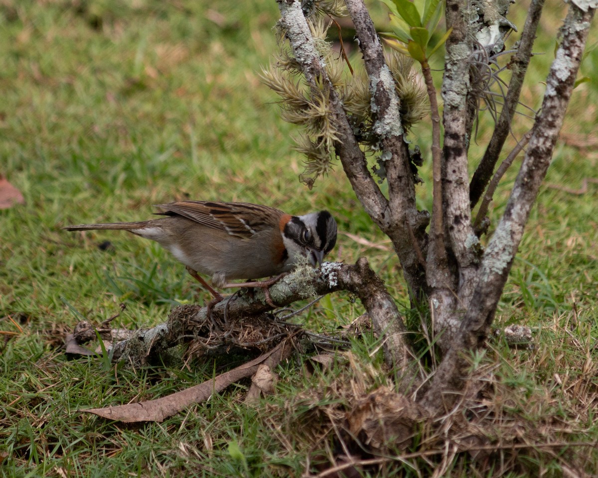 Rufous-collared Sparrow - ML647685351