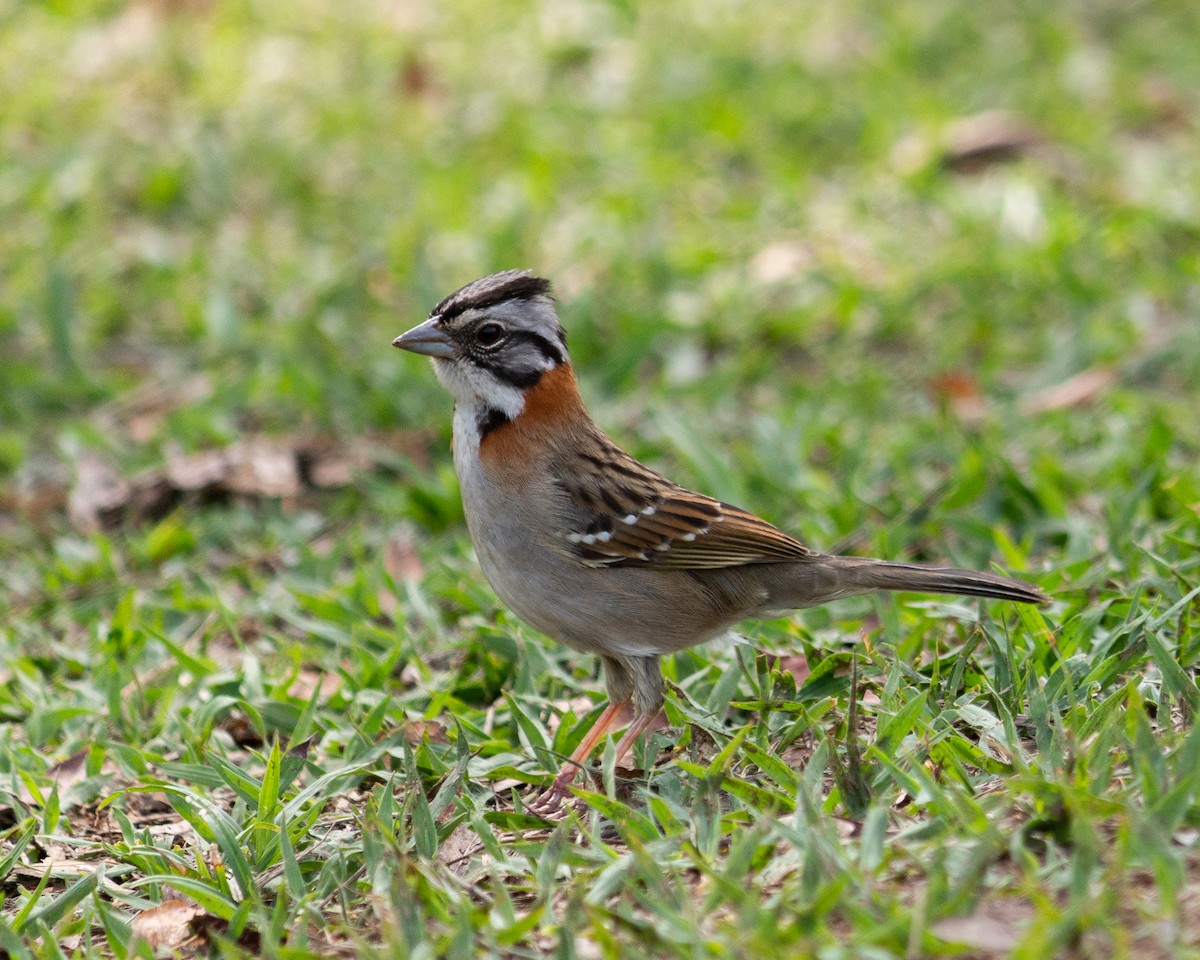 Rufous-collared Sparrow - ML647685352