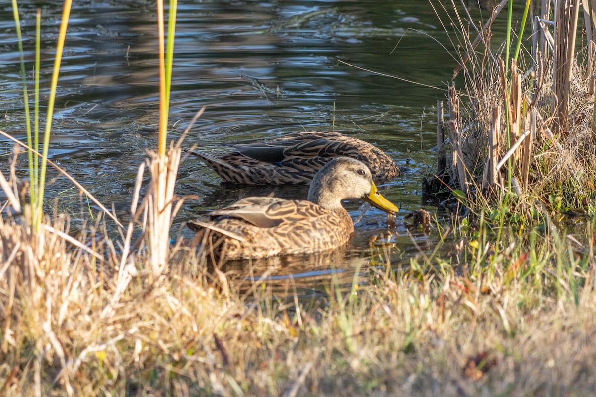 Stock- x Floridaente (Hybrid) - ML647685353