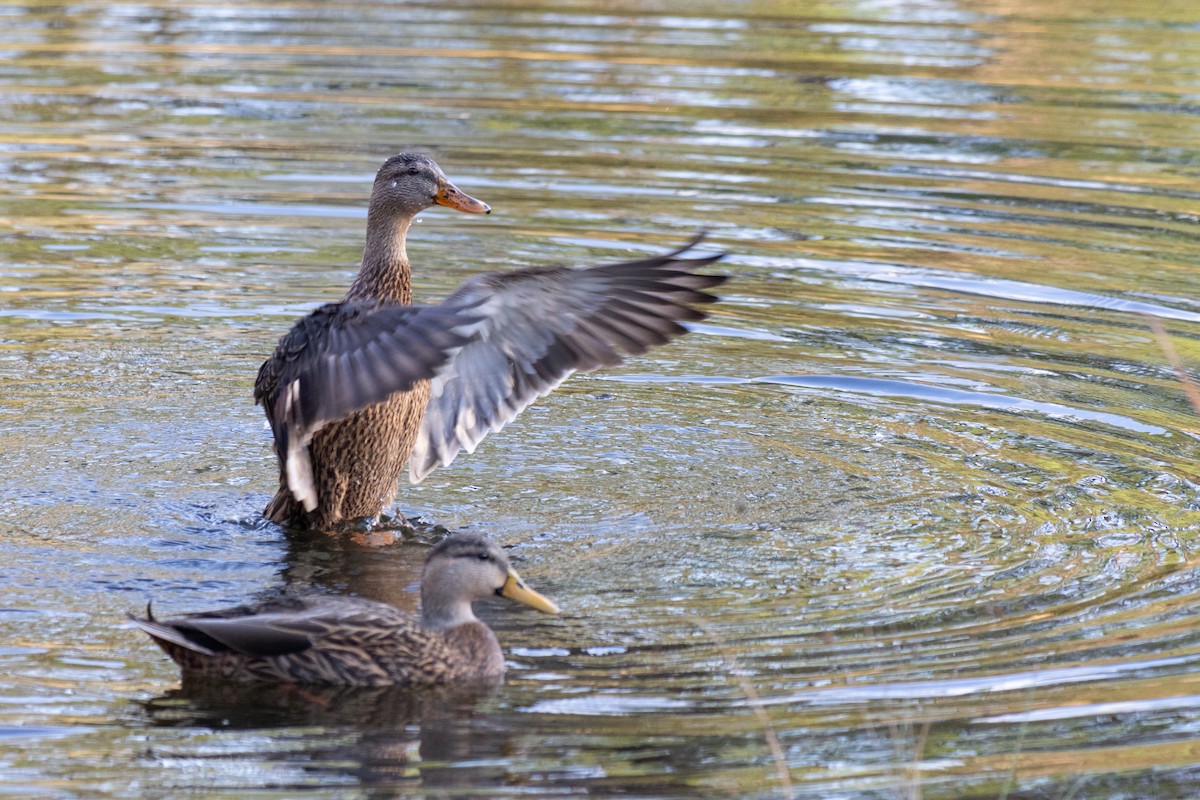 Stock- x Floridaente (Hybrid) - ML647685354