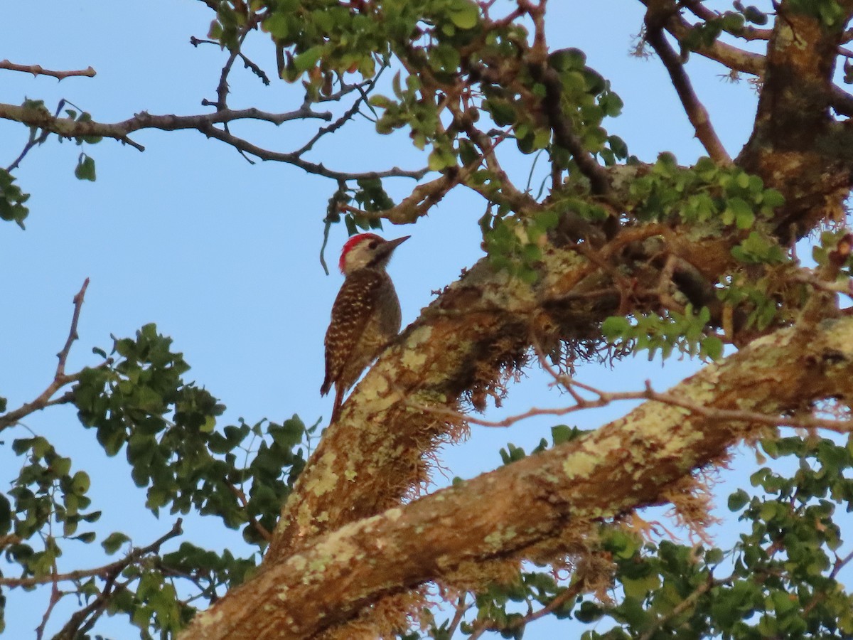 Cardinal Woodpecker - ML647685359