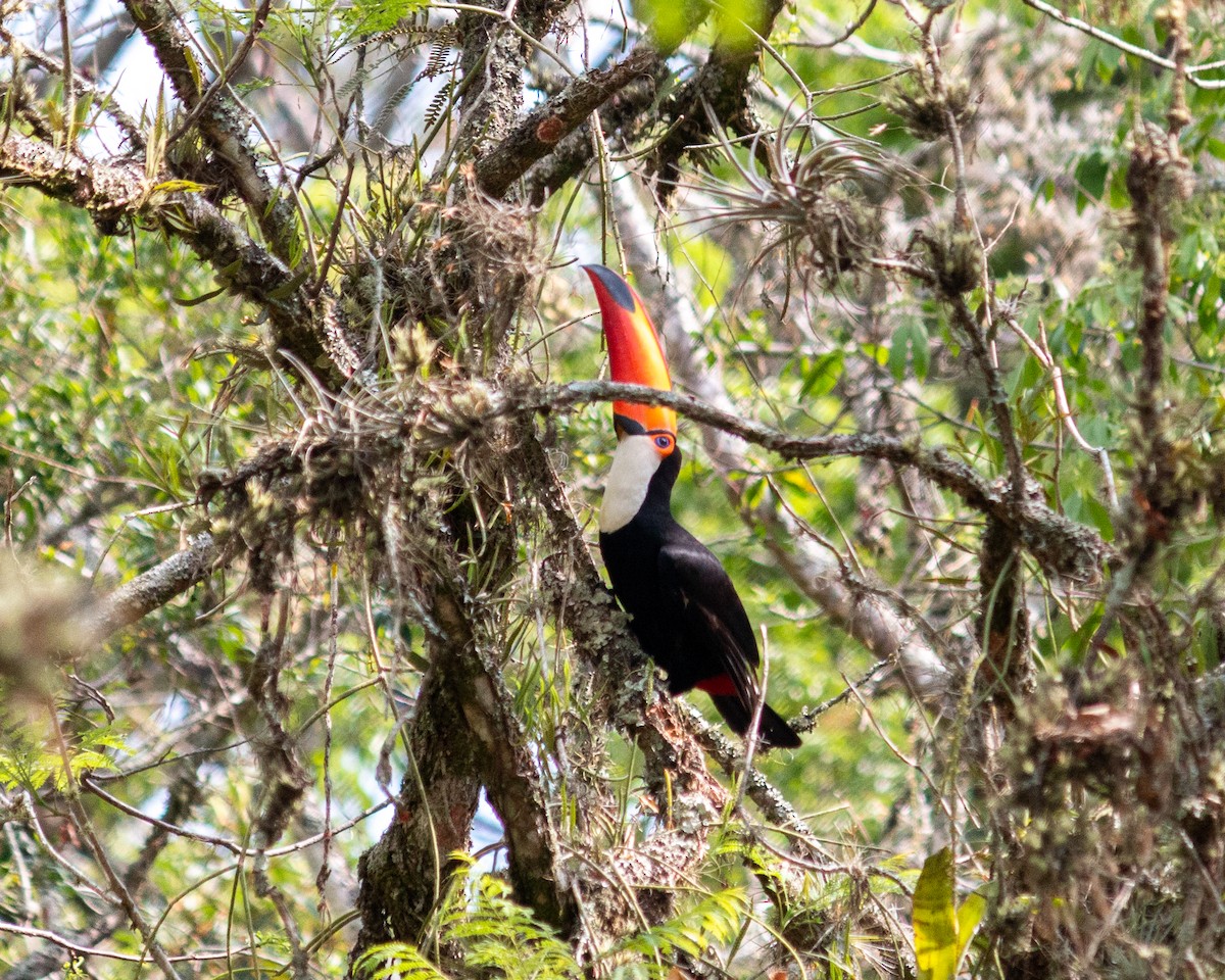 Toco Toucan - ML647685366