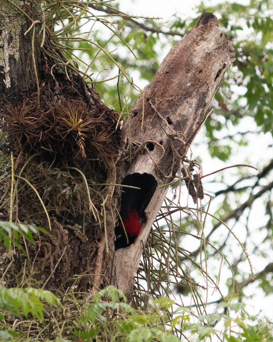 Toco Toucan - ML647685367
