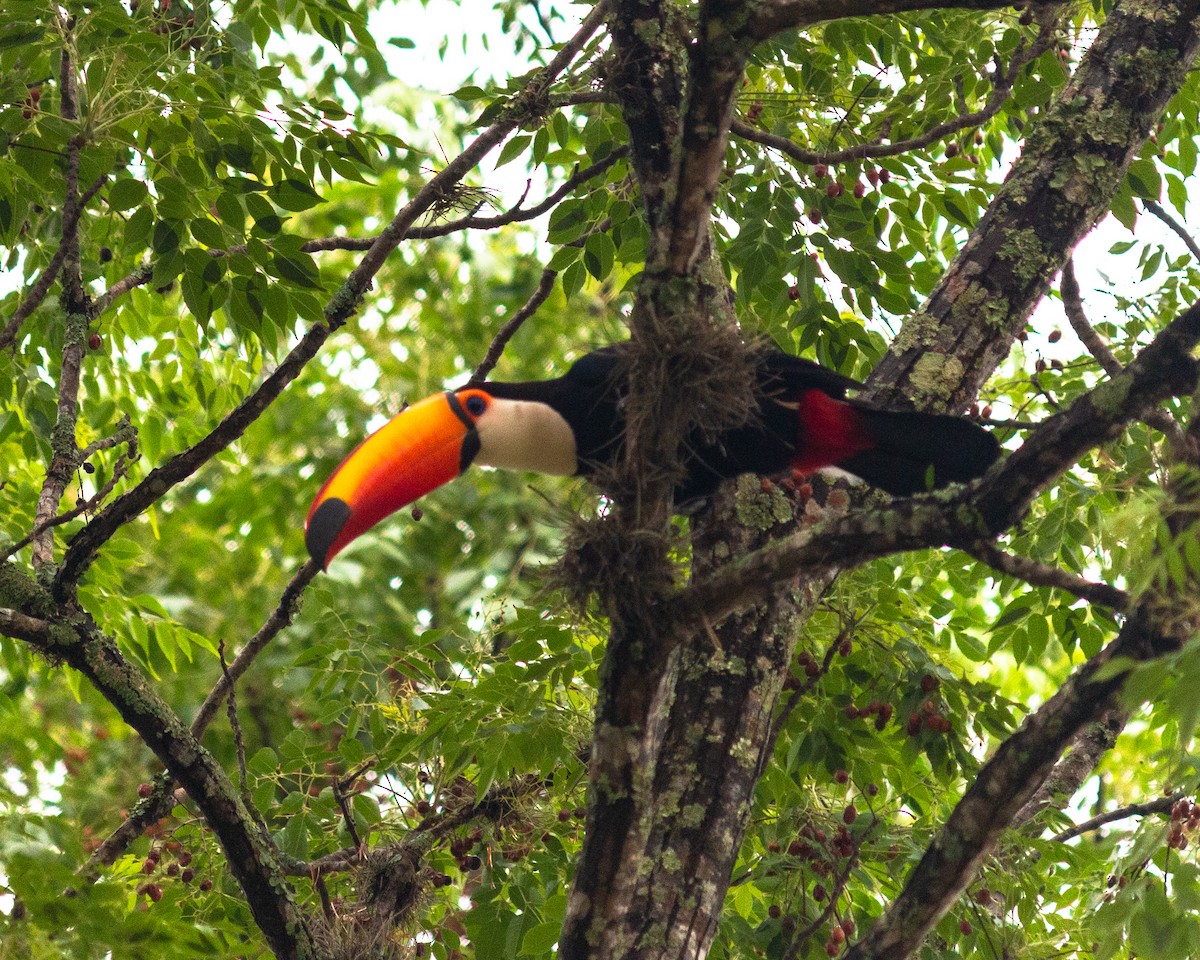 Toco Toucan - ML647685369