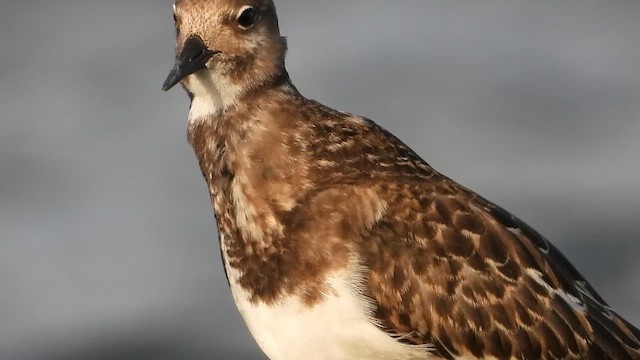 Ruddy Turnstone - ML647685373