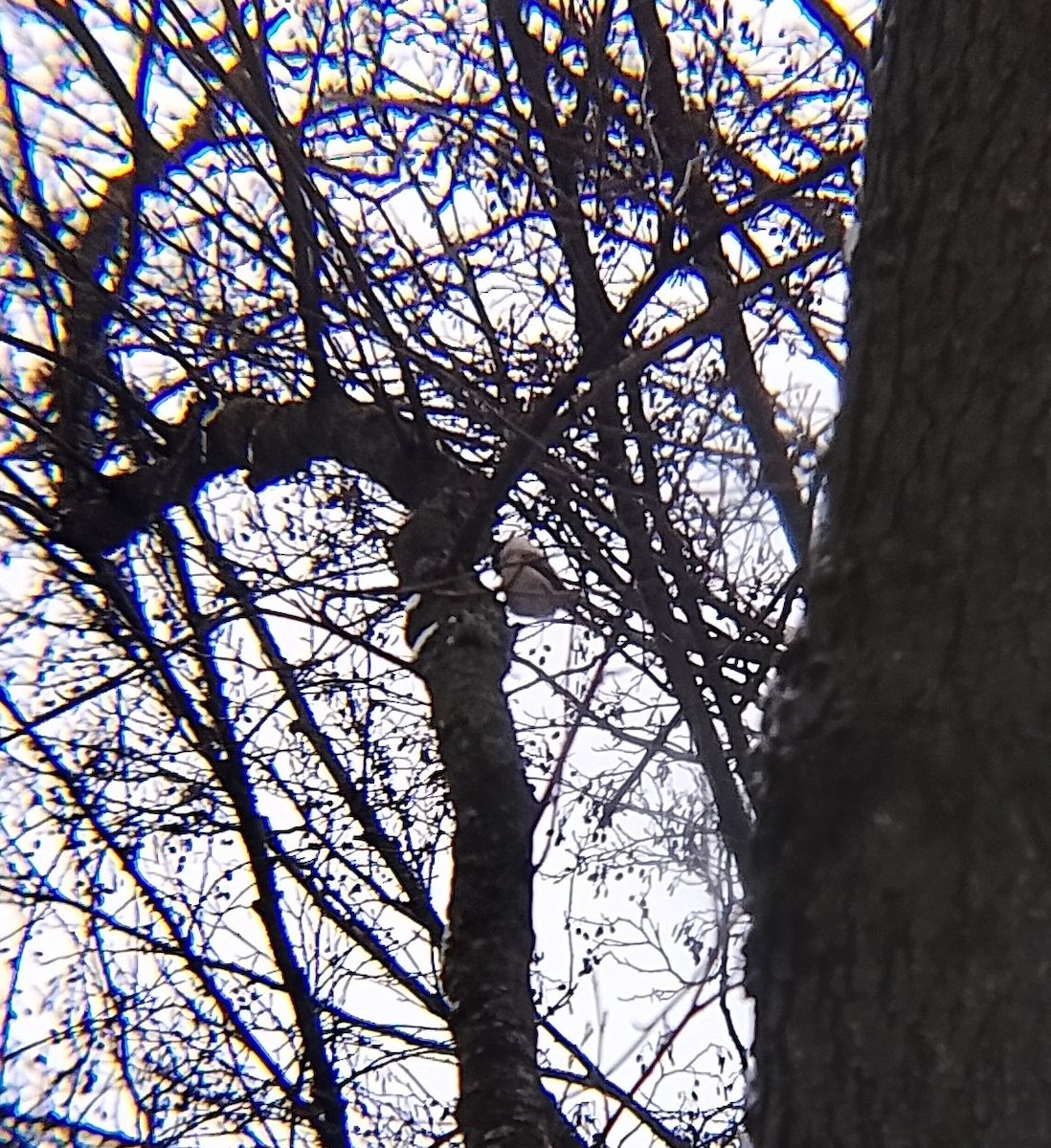 Пухляк - ML647685417