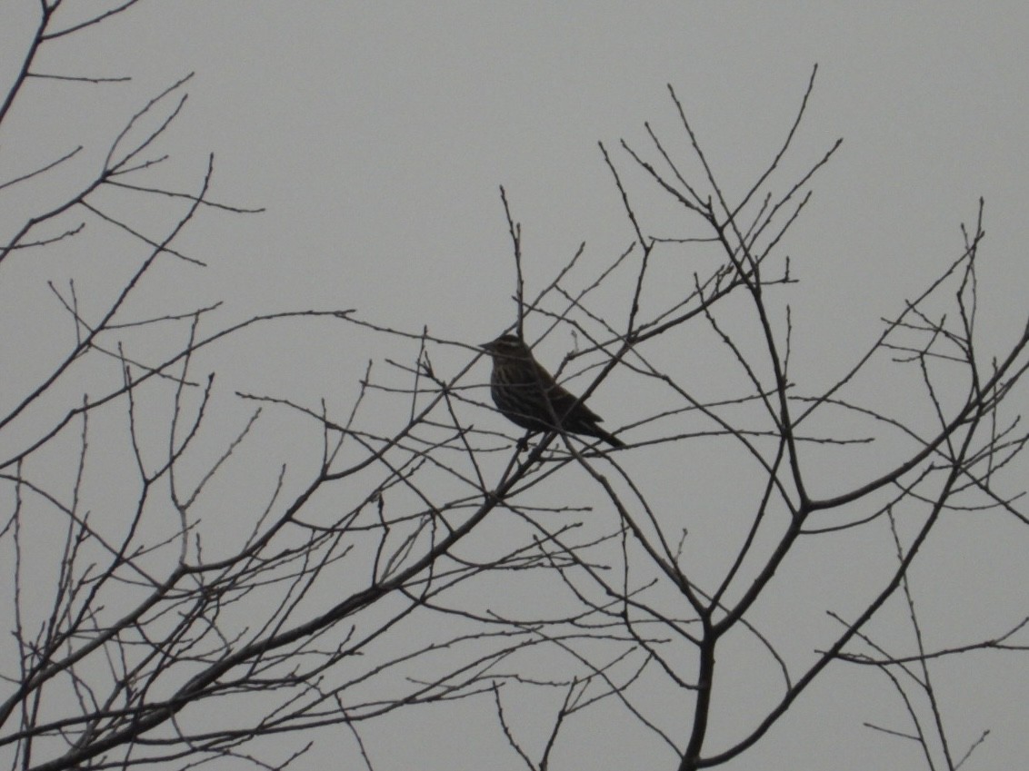 Red-winged Blackbird - ML647685418