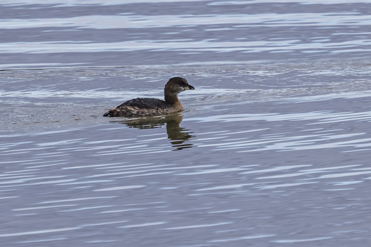 Pied-billed Grebe - ML647685420