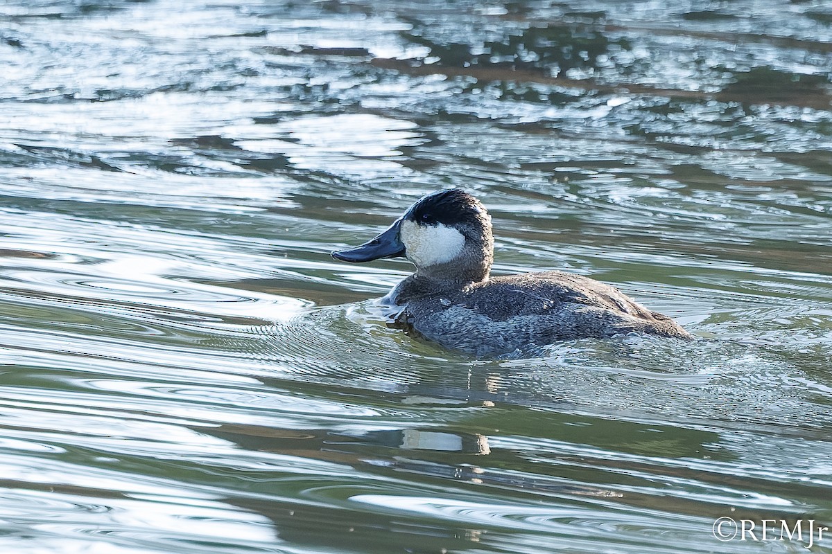 Schwarzkopf-Ruderente - ML647685425