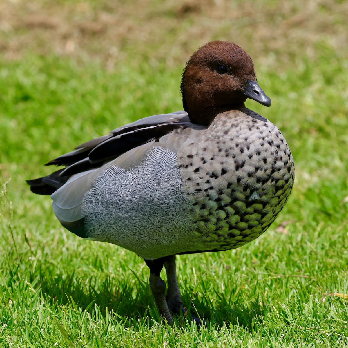 mankeand - ML647685446