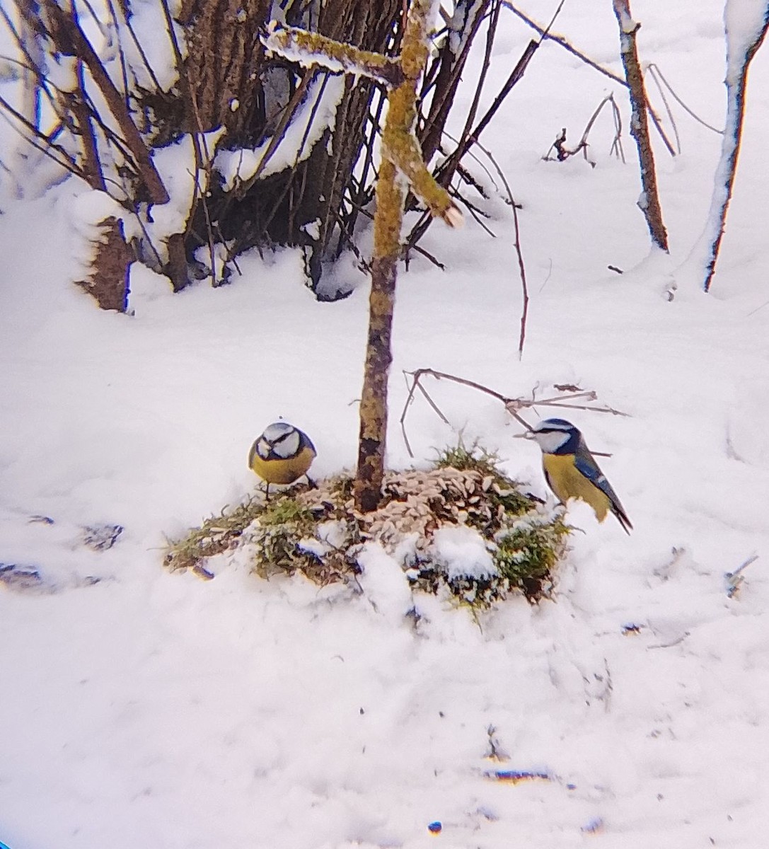 Herrerillo Común - ML647685453