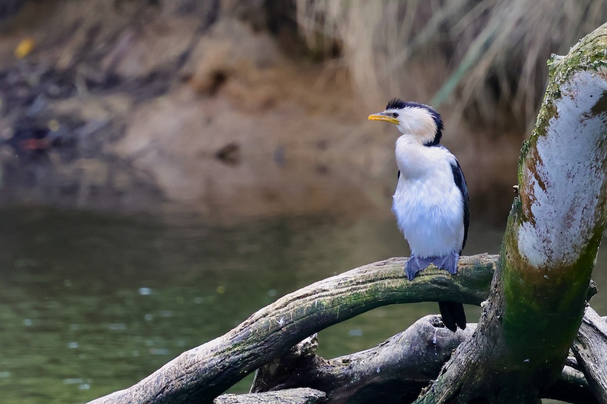 シロハラコビトウ - ML647685472