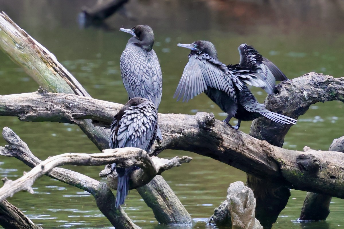 ミナミクロヒメウ - ML647685475