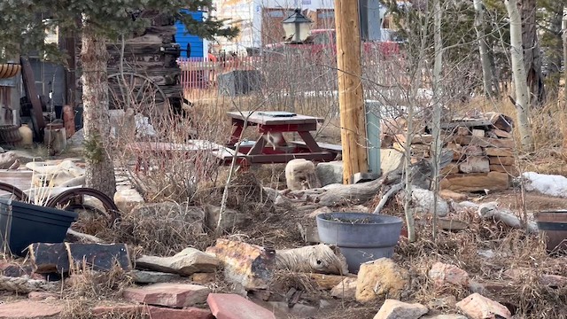 pěnkavice coloradská - ML647685483