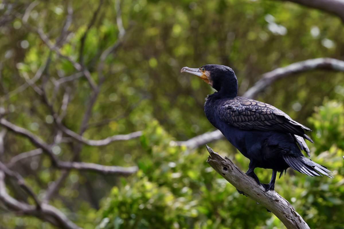 カワウ - ML647685484