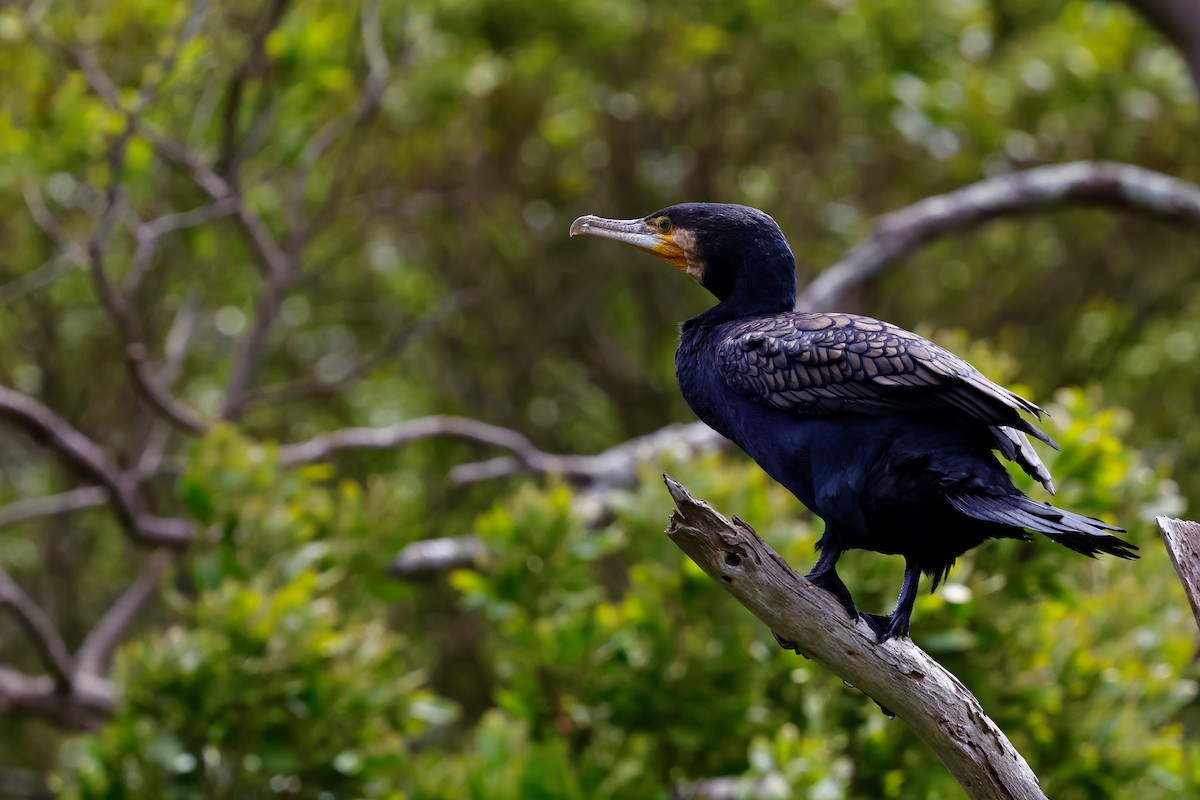 カワウ - ML647685485