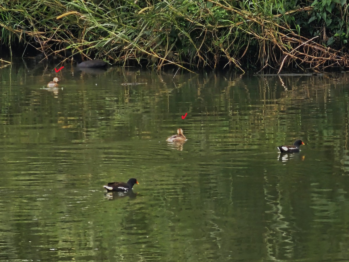 カイツブリ - ML647685487