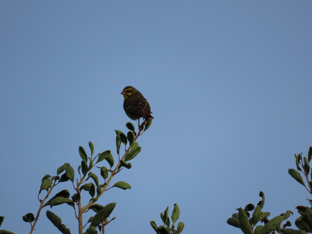 キマユカナリア - ML647685495