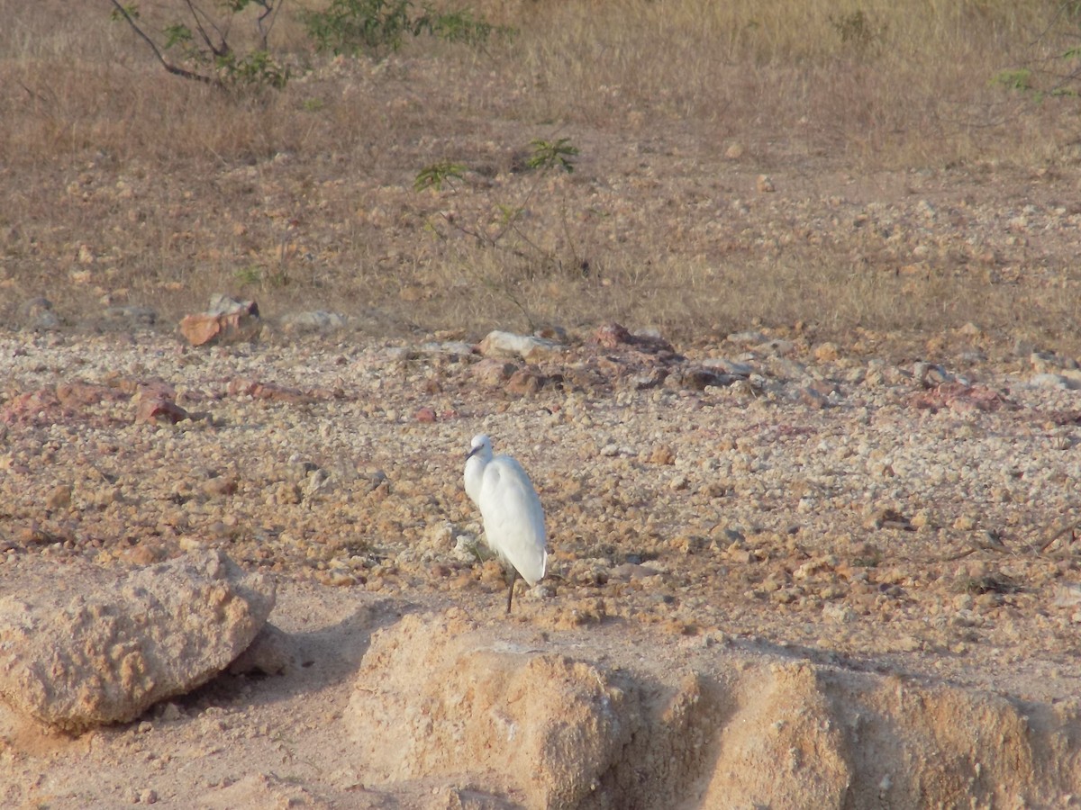 アマサギ - ML647685498