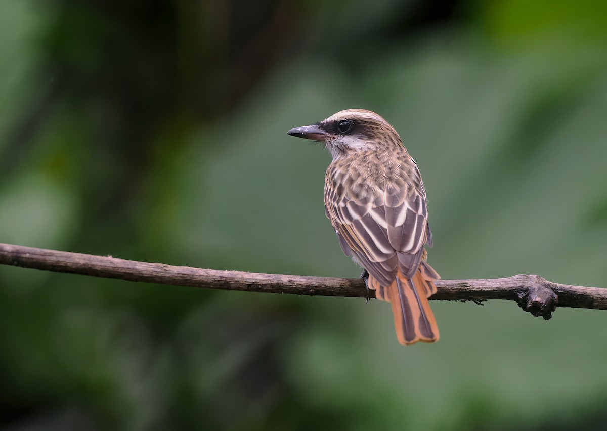 ブチタイランチョウ - ML647685505