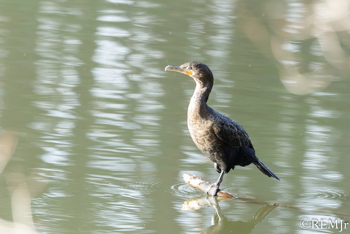 ミミヒメウ - ML647685506