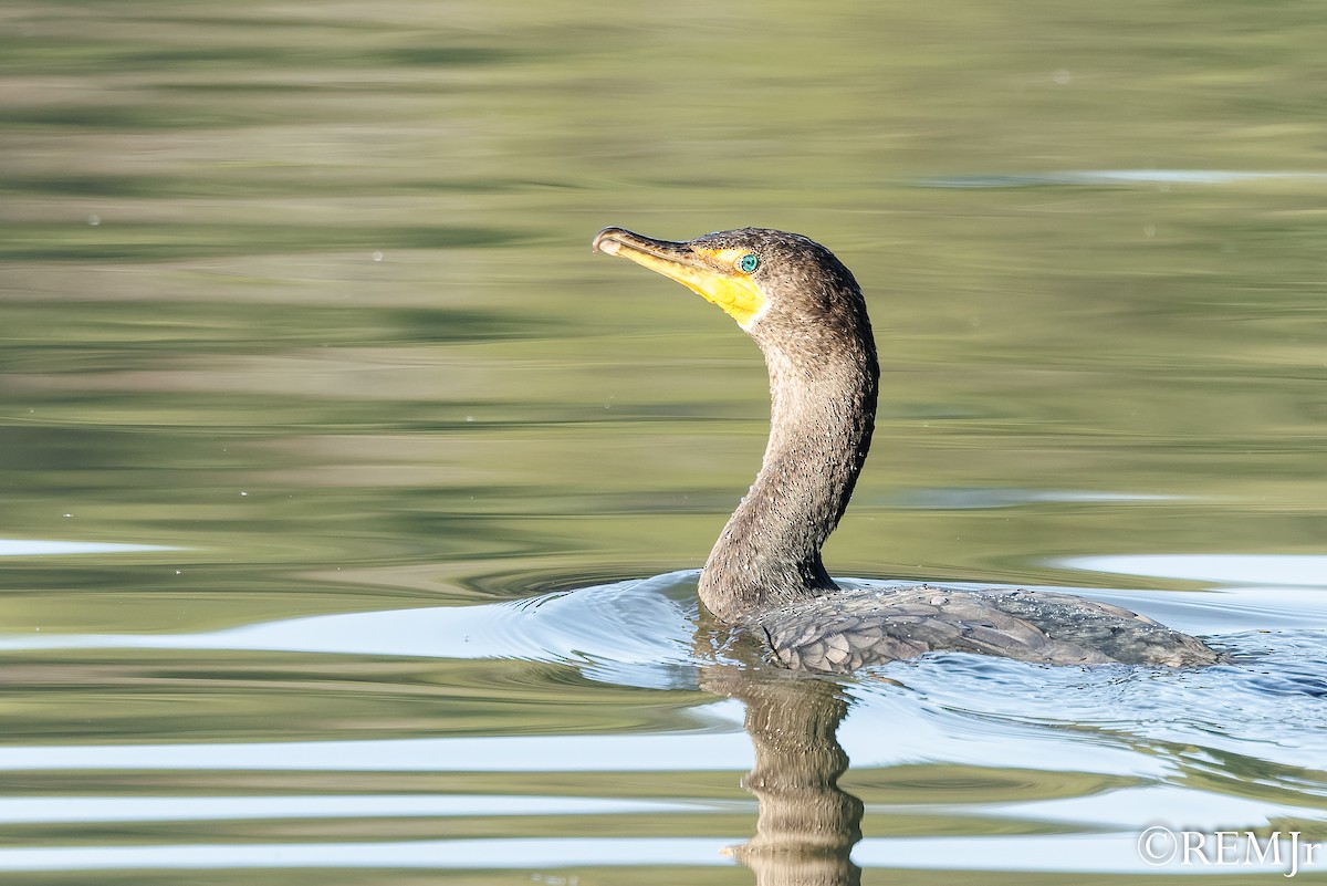 ミミヒメウ - ML647685508