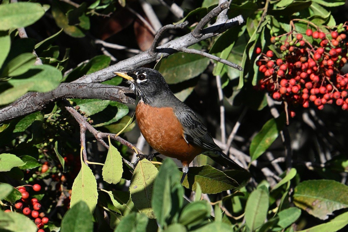 コマツグミ - ML647685509