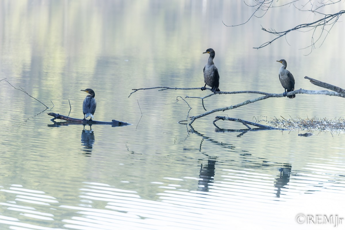 ミミヒメウ - ML647685510