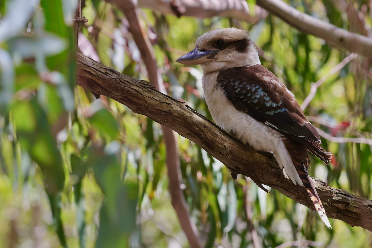 ワライカワセミ - ML647685511