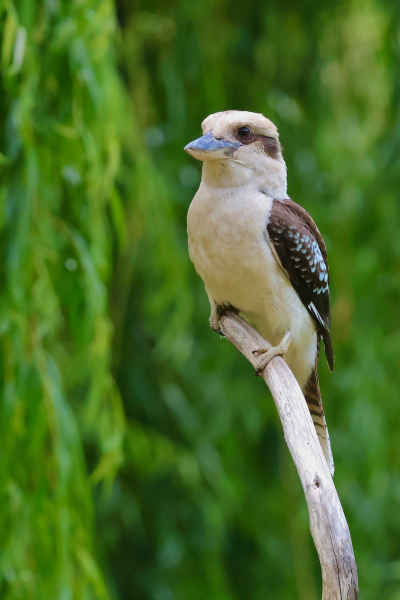 ワライカワセミ - ML647685512