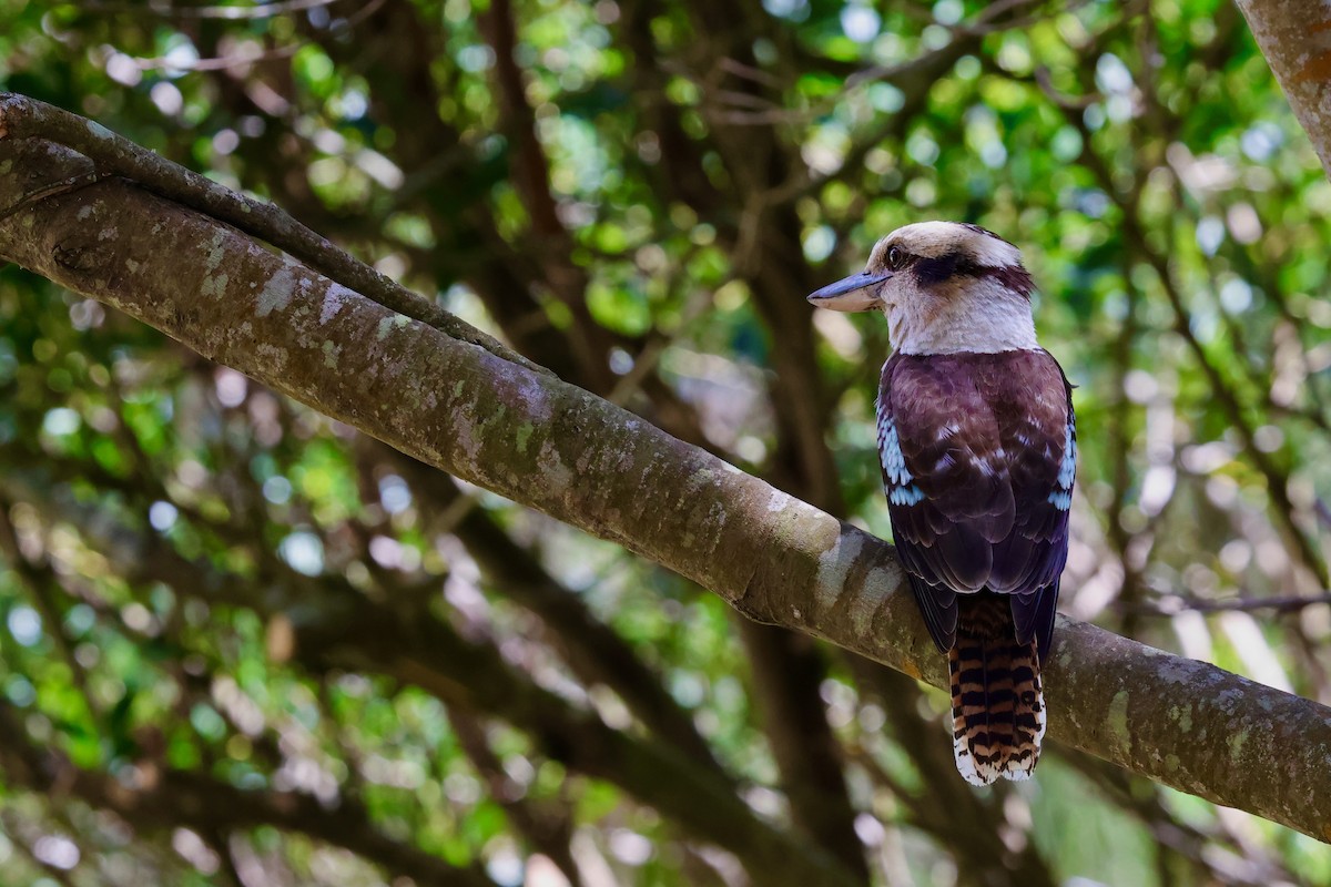 ワライカワセミ - ML647685513