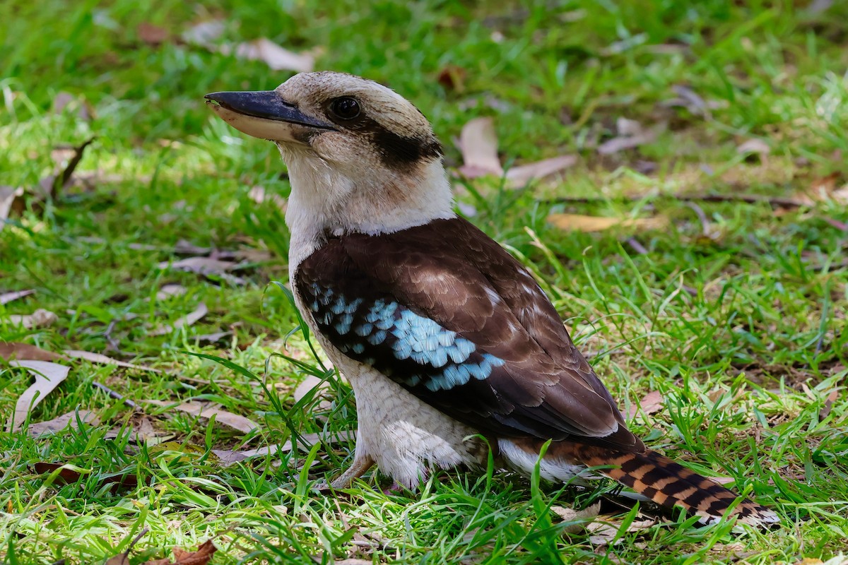 latterkokaburra - ML647685514