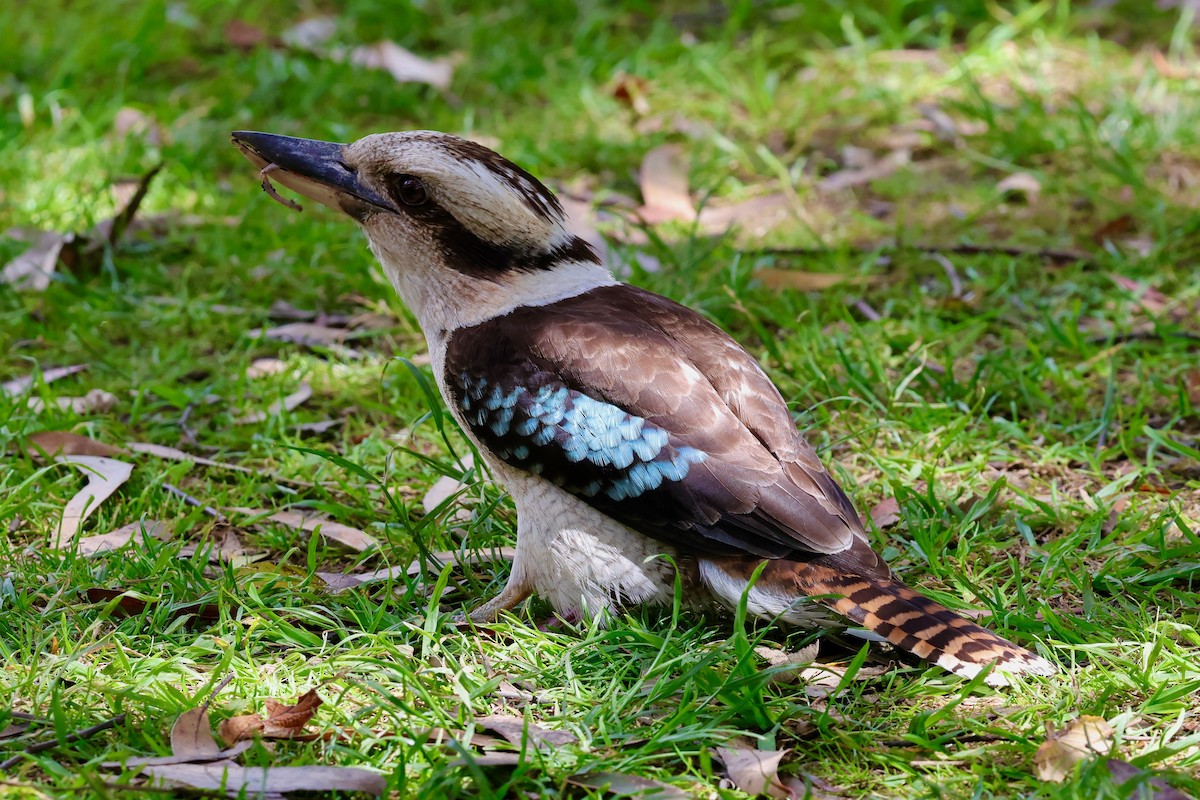 latterkokaburra - ML647685515