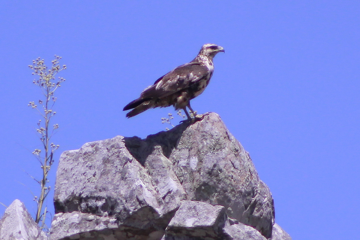 ワシノスリ - ML647685517