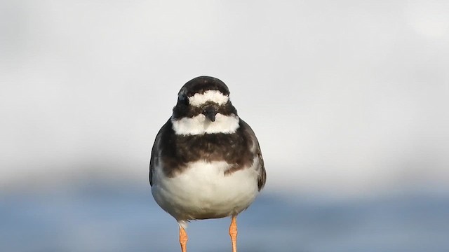 Common Ringed Plover - ML647685518