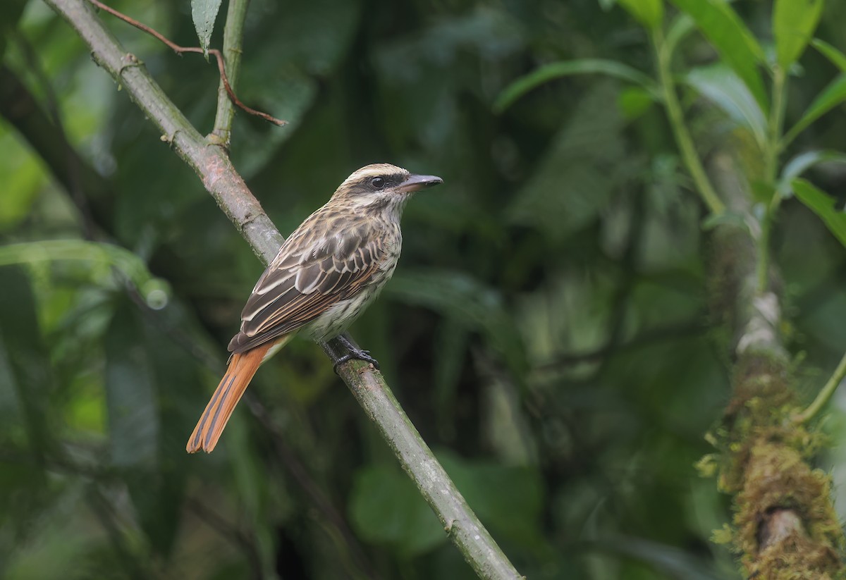 ブチタイランチョウ - ML647685520