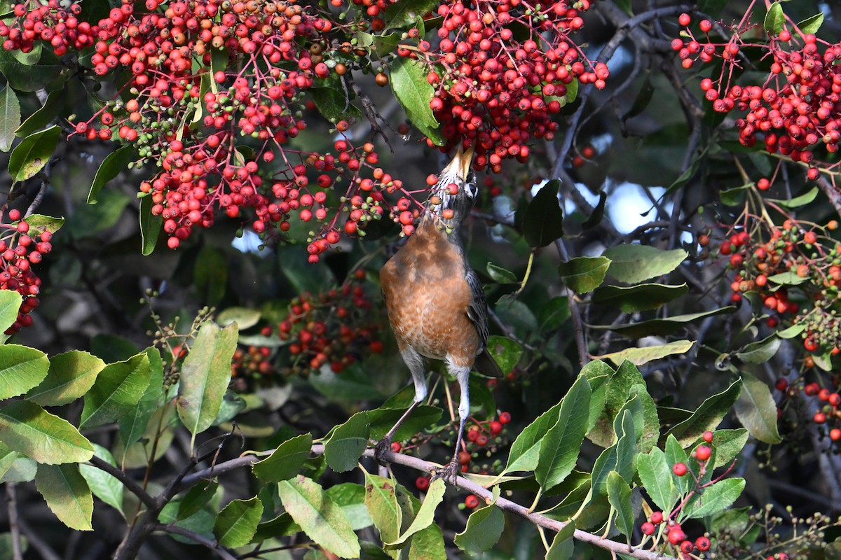 コマツグミ - ML647685522