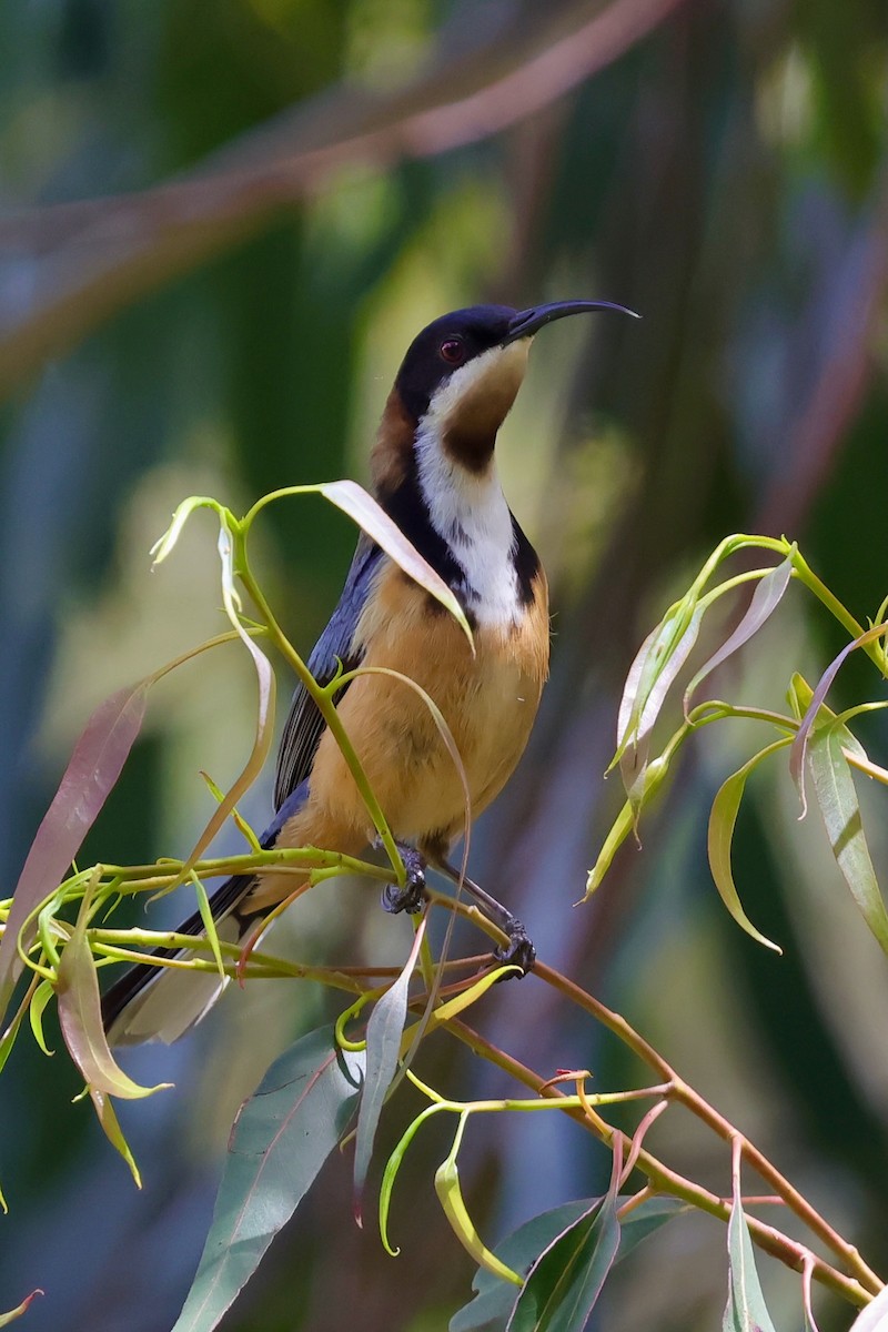 prydhonningeter - ML647685524