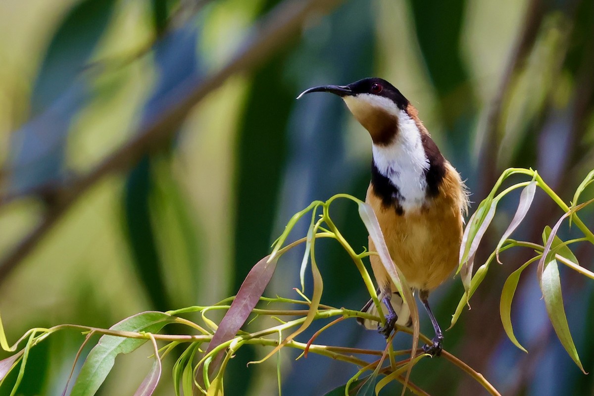 キリハシミツスイ - ML647685525