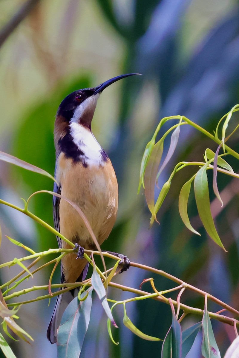 キリハシミツスイ - ML647685526