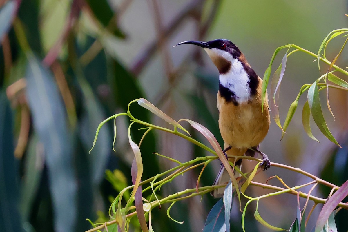 キリハシミツスイ - ML647685527