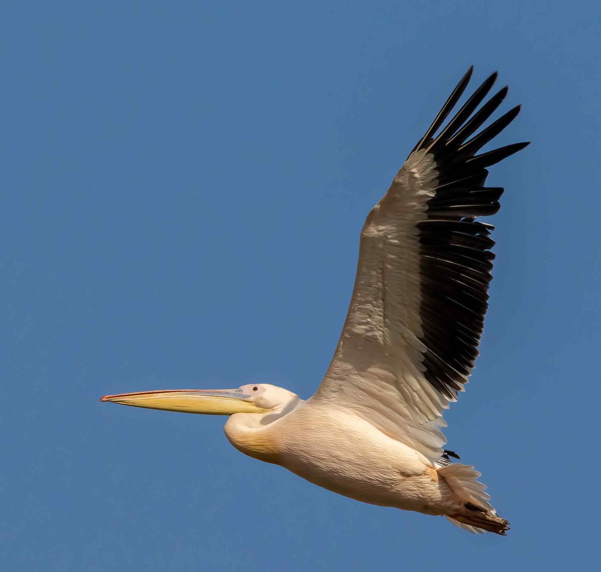 モモイロペリカン - ML647685528