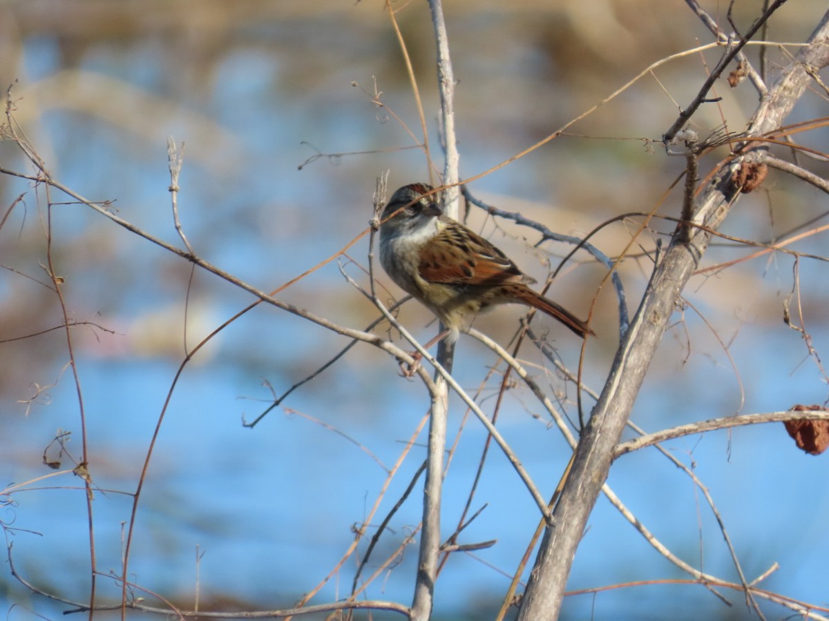 ヌマウタスズメ - ML647685532