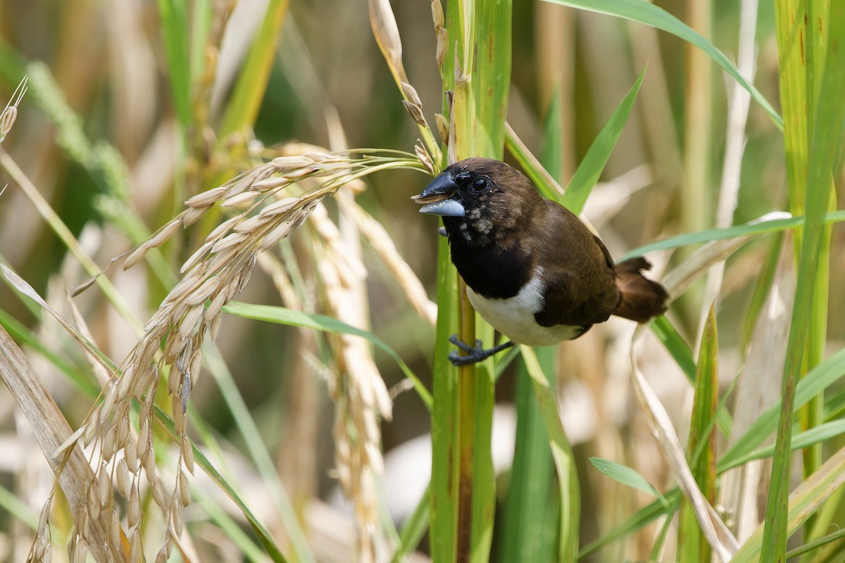 Javan Munia - ML647685550